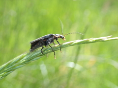 Cantharis obscura