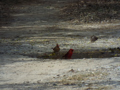 Cardinalis cardinalis