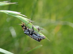 Cantharis obscura