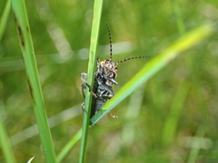 Cantharis obscura