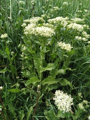 Lepidium draba