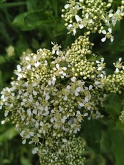 Lepidium draba