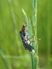Cantharis obscura