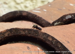 Megachile amparo