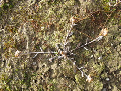 Pseudognaphalium ephemerum