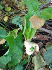 Arum maculatum