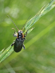 Cantharis obscura