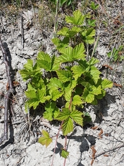 Rubus saxatilis