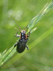 Cantharis obscura