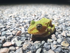 Ranoidea novaehollandiae