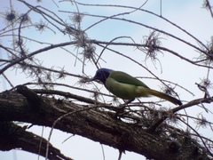 Cyanocorax yncas
