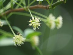 Eleutherococcus spinosus japonicus