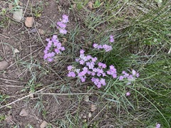 Phlox longifolia