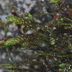 Platyhypnum cochleariifolium