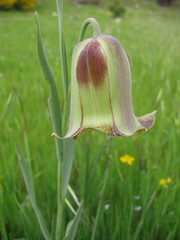 Fritillaria acmopetala
