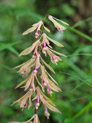 Cremastra appendiculata variabilis