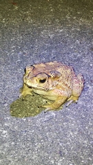 Duttaphrynus melanostictus