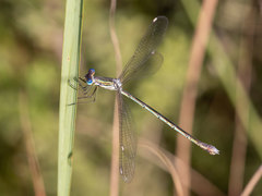 Lestes plagiatus