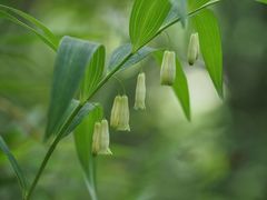 Polygonatum falcatum