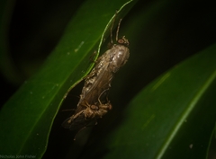 Chiromyzinae