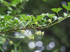 Eleutherococcus spinosus japonicus