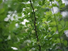 Eleutherococcus spinosus japonicus