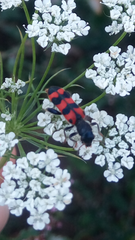 Trichodes leucopsideus