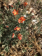 Sphaeralcea coccinea
