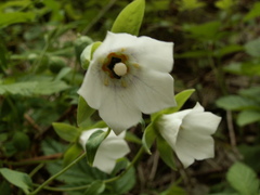 Codonopsis clematidea