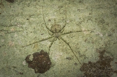 Tamopsis tweedensis