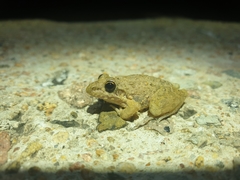 Litoria inermis