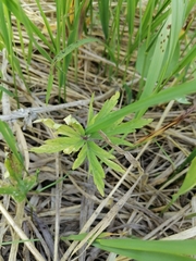 Anemonoides caerulea