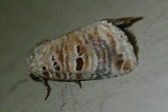 Diastema tigris
