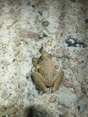 Litoria inermis