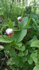 Cypripedium guttatum