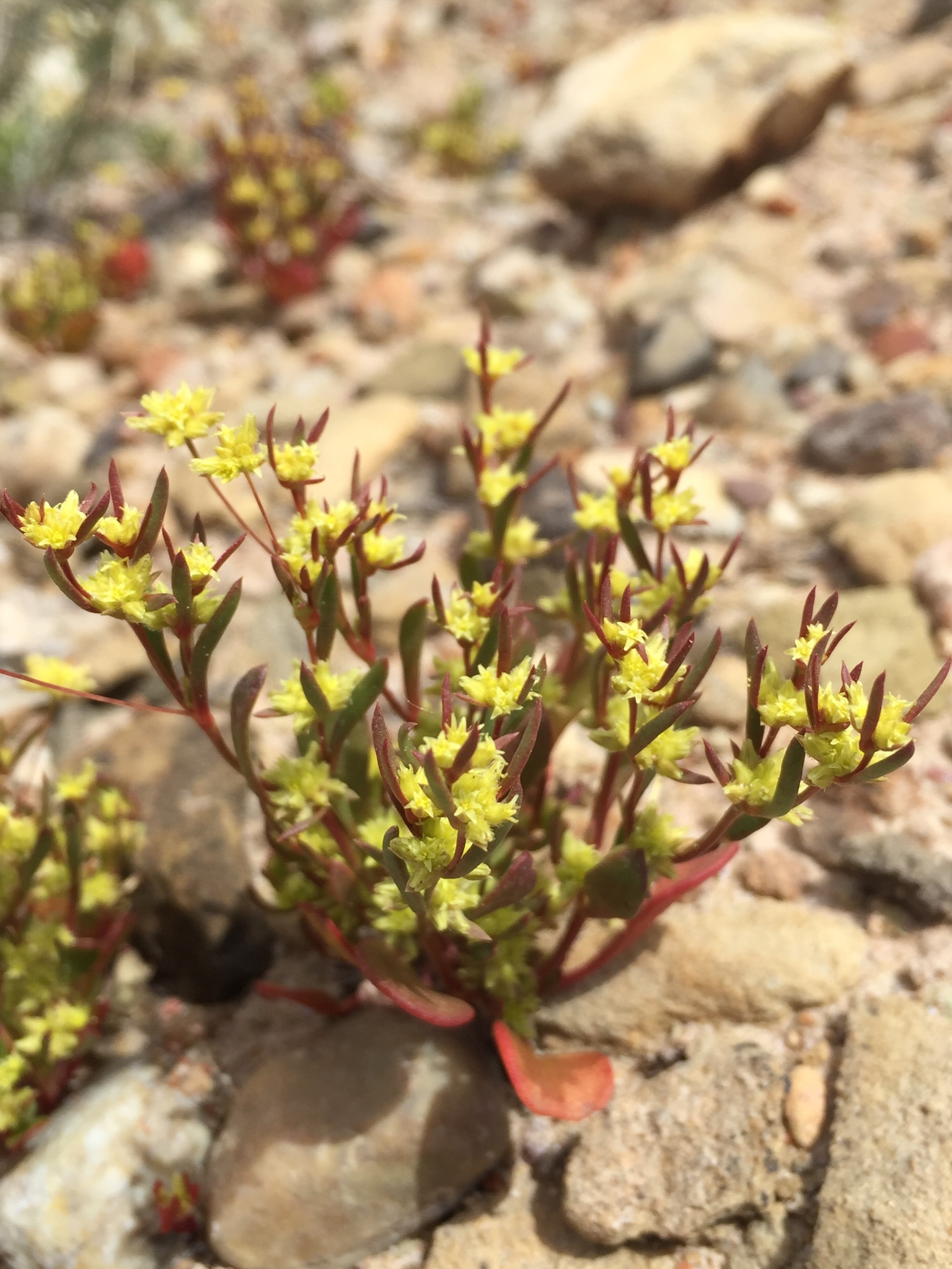 Stenogonum