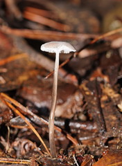 Mycena mijoi