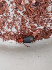 Brachinus crepitans