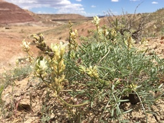 Astragalus flavus