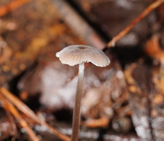 Mycena mijoi