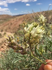 Astragalus flavus