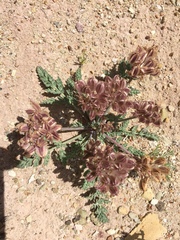 Cymopterus