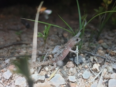 Lucasium steindachneri