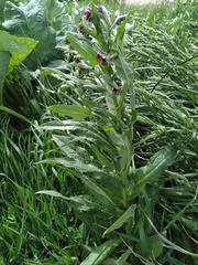 Cynoglossum officinale