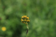 Ligularia glauca