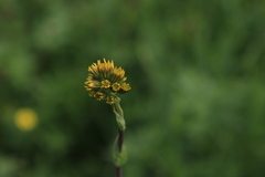 Ligularia glauca