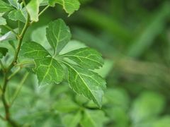 Eleutherococcus spinosus japonicus