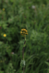 Ligularia glauca