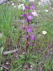 Orchis anatolica