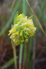 Eulophia leontoglossa